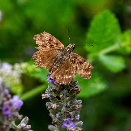 Dingy skipper