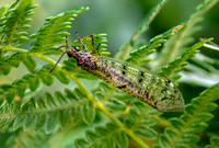 Four spotted antlion