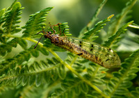 Four spotted antlion