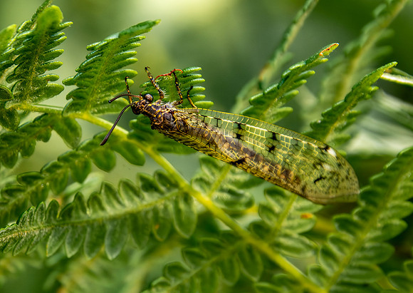 Four spotted antlion