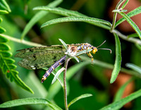 Four spotted antlion