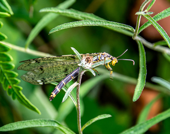 Four spotted antlion