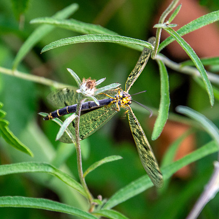 Four spotted antlion