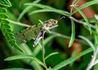 Four spotted antlion