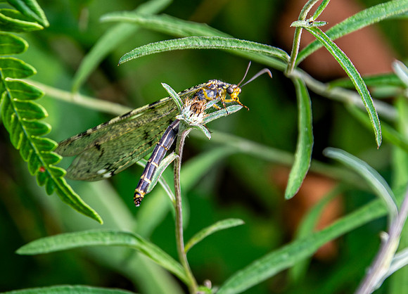 Four spotted antlion