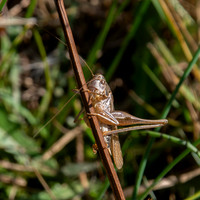 Grey bush cricket