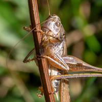 Grey bush cricket