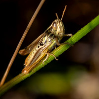 Jersey grasshopper