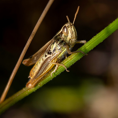 Jersey grasshopper