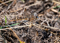 Keeled skimmer, female