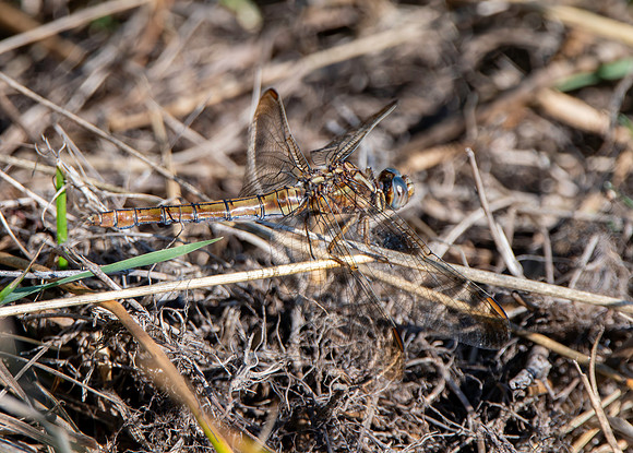 Keeled skimmer, female