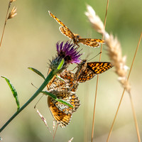 Knapweed fritillary