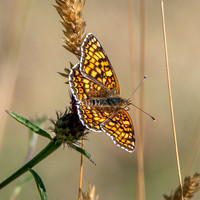 Knapweed fritillary