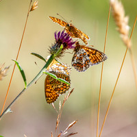 Knapweed fritillary