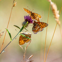 Knapweed fritillary
