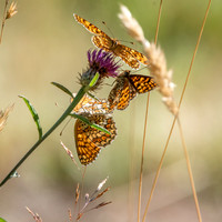 Knapweed fritillary