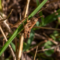 Common Maquis grasshopper