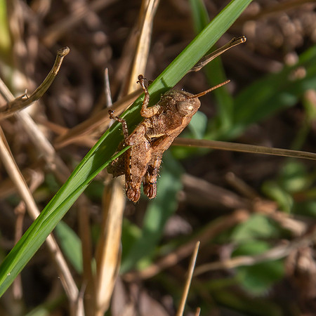 Common Maquis grasshopper