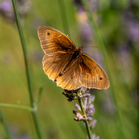 Meadow brown