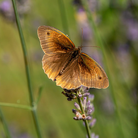 Meadow brown