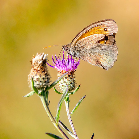 Meadow brown