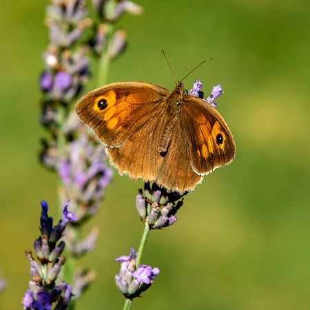 Meadow brown