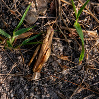 Rufous grasshopper