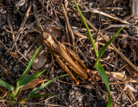 Rufous grasshopper