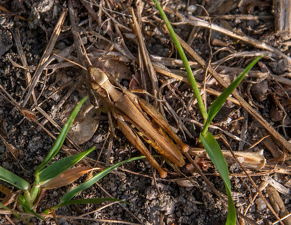Rufous grasshopper