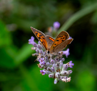 Small copper
