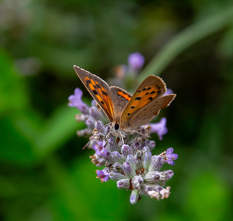 Small copper