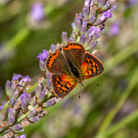Small copper