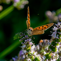 Small copper