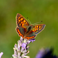 Small copper