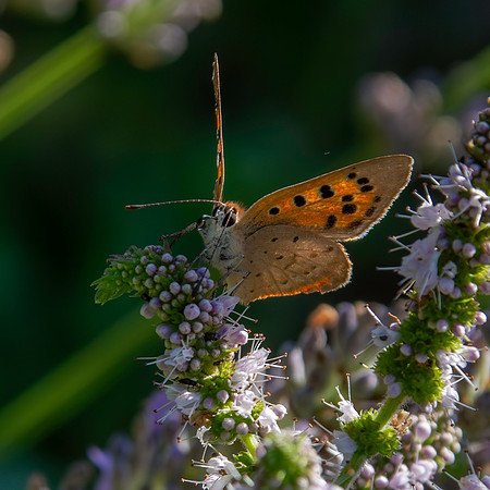 Small copper
