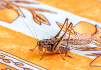 Tuberous grey bush cricket