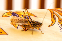 Tuberous grey bush cricket