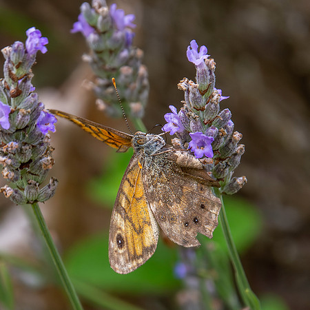 Wall brown