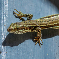 Wall lizard