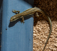 Wall lizard