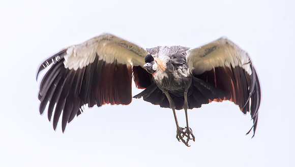 Black crowned crane