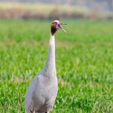 Sarus crane