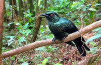Asian glossy starling