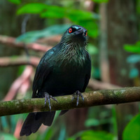 Asian glossy starling
