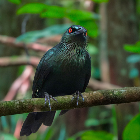 Asian glossy starling