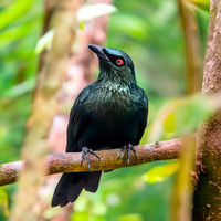 Asian glossy starling
