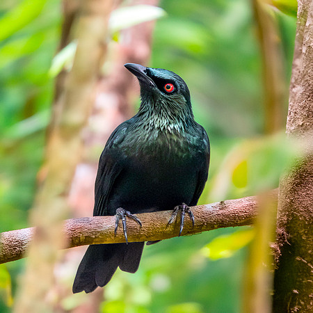 Asian glossy starling