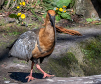 Black faced ibis