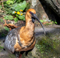 Black faced ibis