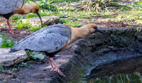 Black faced ibis